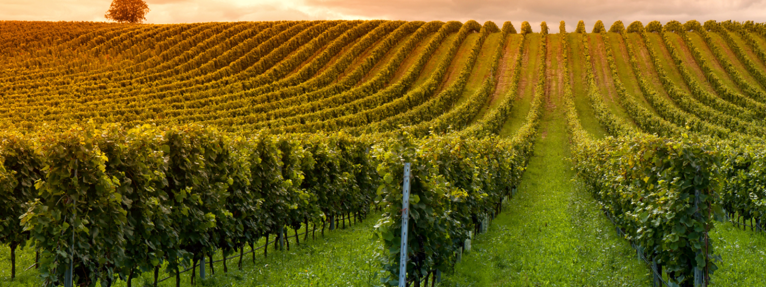 Regenerative Viticulture In Italy Regenagri