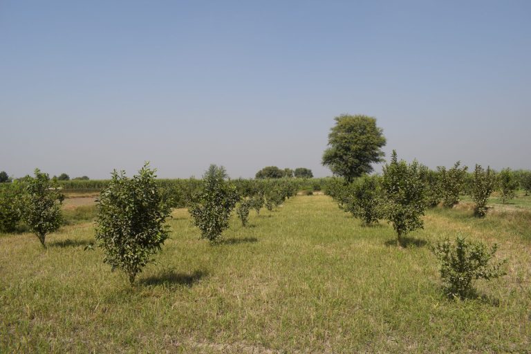 Tree Advancing Advancing regenerative agriculture: WWF-Pakistan brings over 180 farms ...