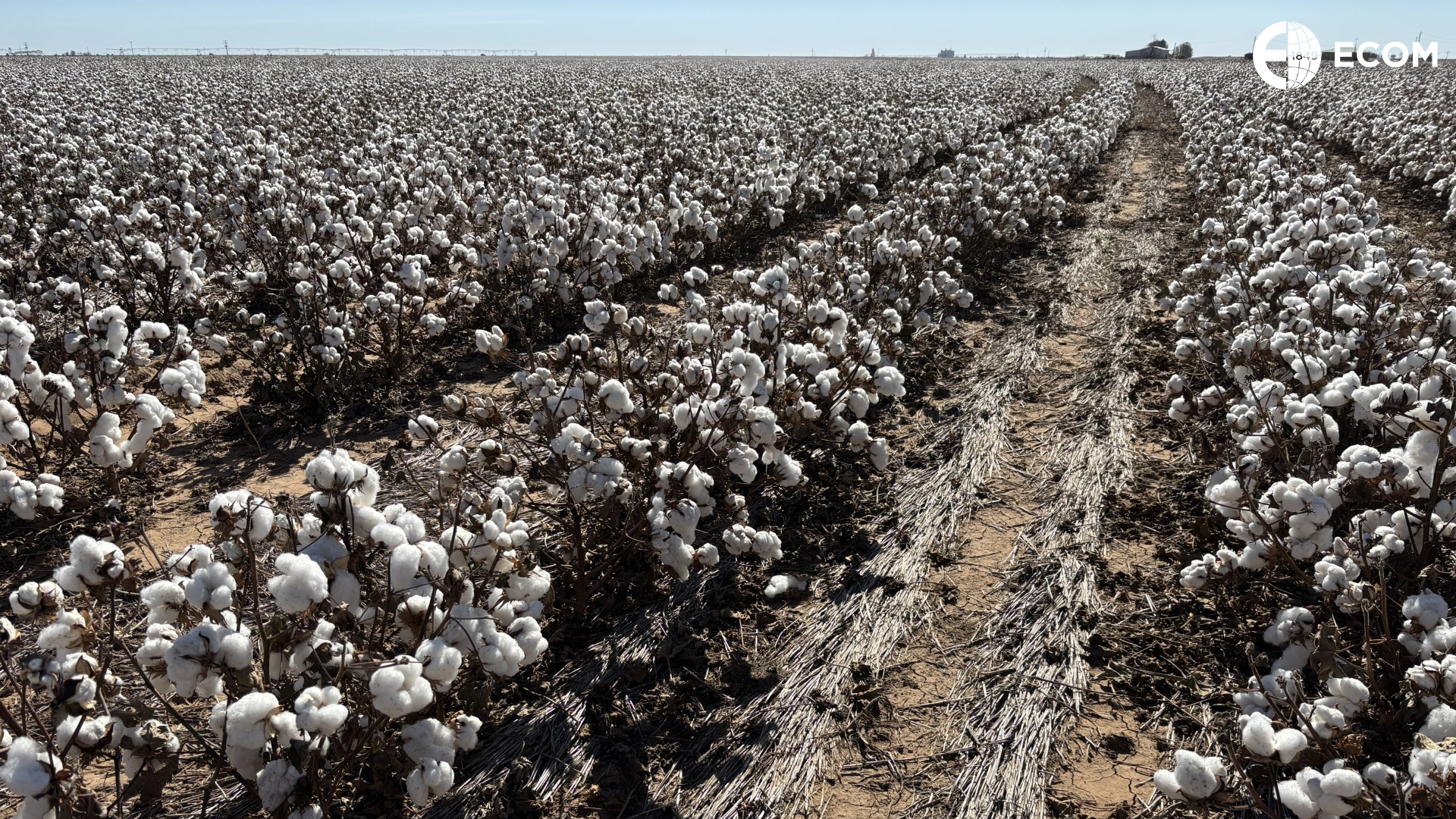 Regenagri cotton field, Texas, USA.