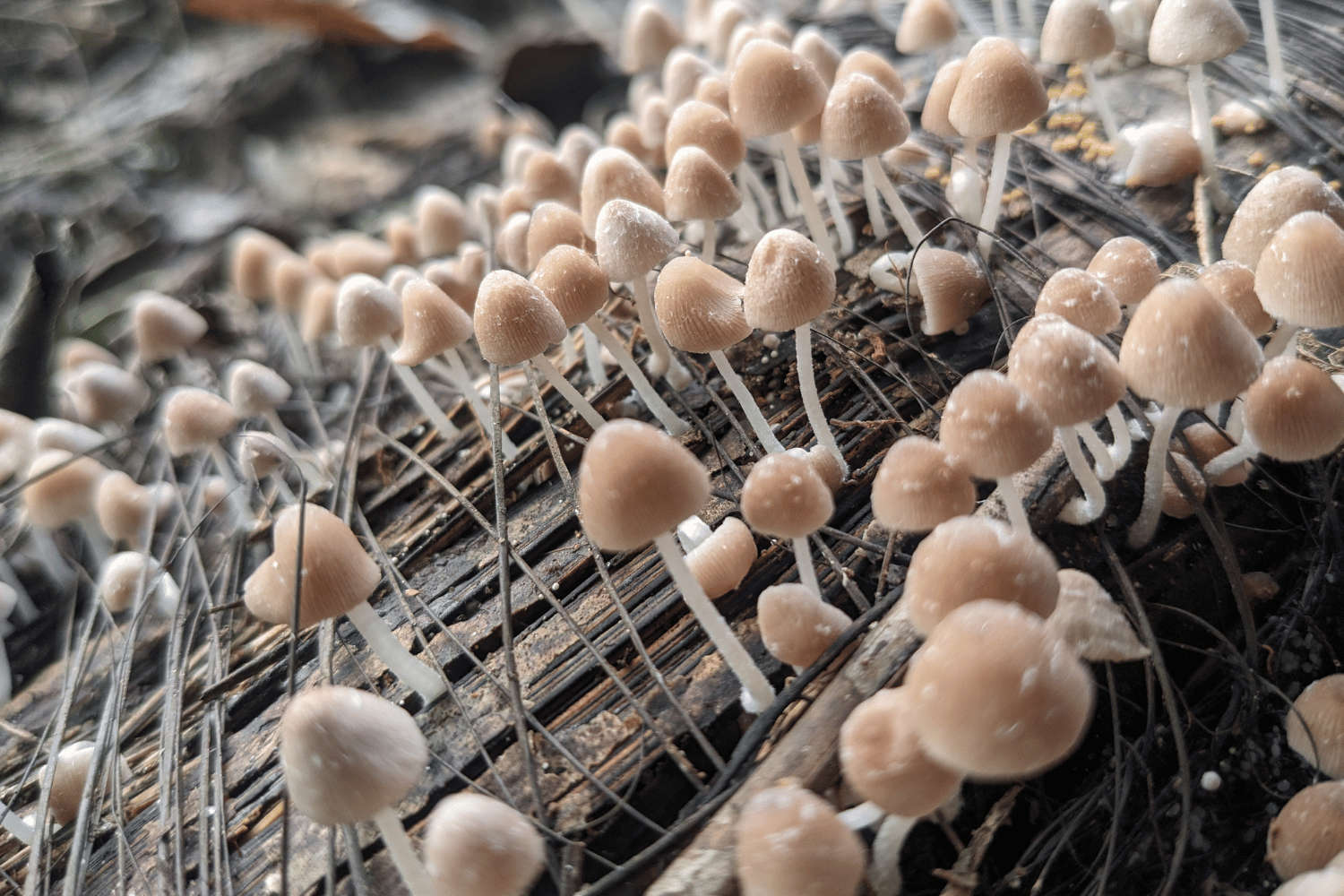 Photo: Fungi growing on a piece of decaying wood