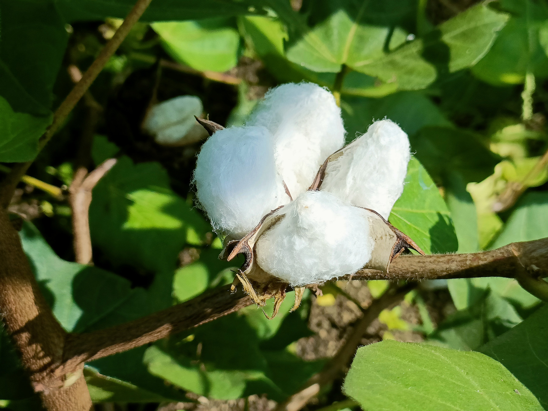 Close-up of a cotton boll on a plant, showing white cotton fibers and green leaves in sunlight.