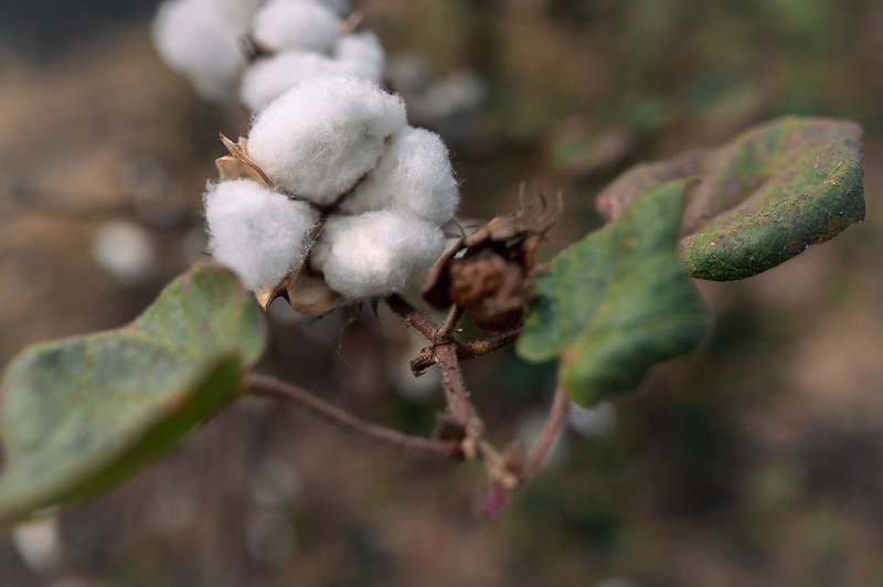 An open boll beside the reddening leaves of the maturing plant.
